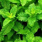 Aceite de menta